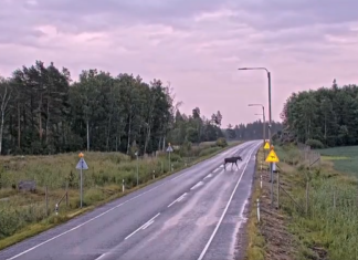 Soomes rajati põtradele ja hirvedele ülekäigurada. Õnnetuste arv kukkus nulli