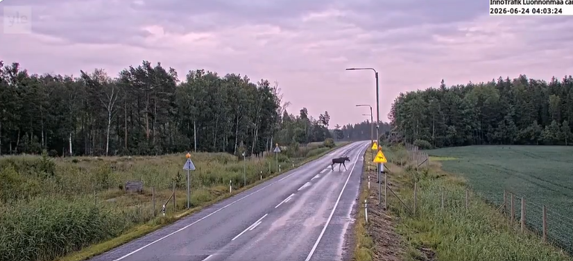 põder teel