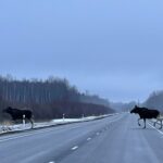 Doktoritöö: ulukipääsud aitavad vähendada liiklusõnnetusi ja taastada loomade liikumisteid