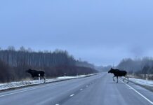 Maanteelt koristatud suuruluk tuleb fikseerida ka JAHISes