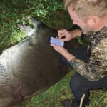 6. augustist alates saab JAHISe veebikeskkonnas lisada kütitud metssea jahiloale foto
