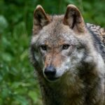 Üle 120 lamba hukkunud: Saksamaal vaieldakse huntide küttimise üle