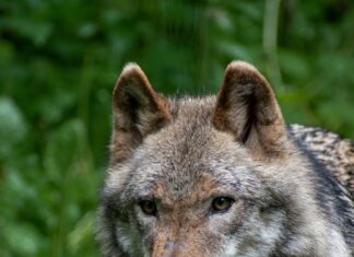 Üle 120 lamba hukkunud: Saksamaal vaieldakse huntide küttimise üle