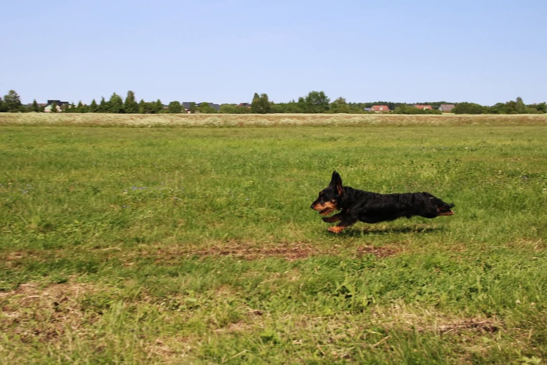 jänesejooks