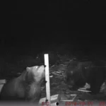 Raadio Kukus arutleti karude arvukuse ja nende tekitatud kahjude üle