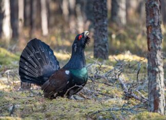 Keskkonnaamet kinnitas uue metsise kaitse tegevuskava