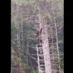VIDEO: Karu laskub puu otsast alla