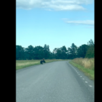Video: Karu jalutas Tartumaal rahulikult üle tee