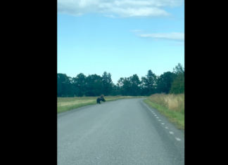 Video: Karu jalutas Tartumaal rahulikult üle tee