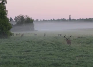 VIDEO: Lääne-Virumaal ületas hirvekari teed, ees ootab jooksuaeg