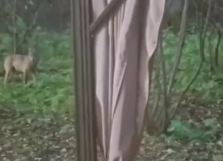 Hunt tuli Arukülas koduhoovi uudistama