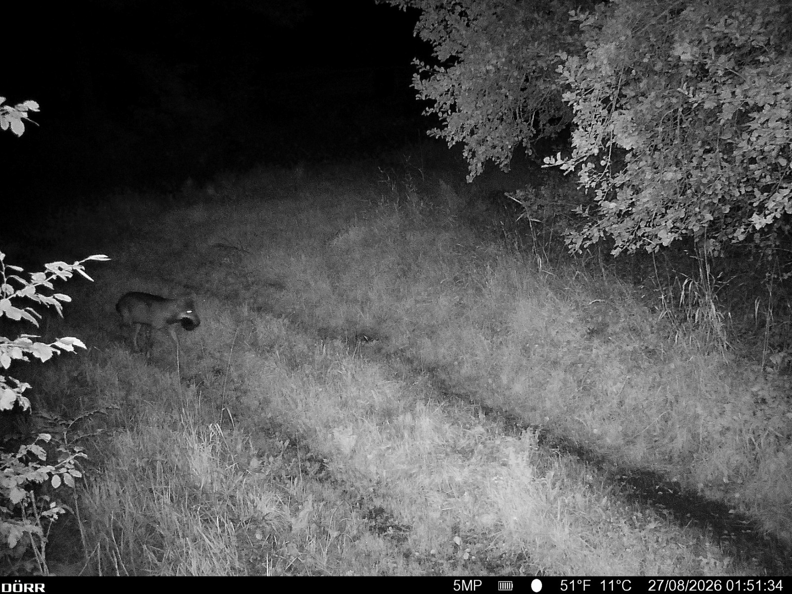 hunt saagiga kolga-jaani