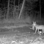 PILTUUDIS: Hunt jalutas Viljandimaal kaamera ette soku pea hambus