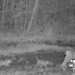 VIDEO: Viljandimaal näitas ilves oma järelkasvu