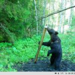 PILTUUDIS: Karu maiustas soolaga