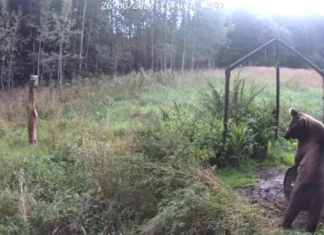 VIDEO: Kolga-Jaanis maadles näljane karu söödaautomaadiga