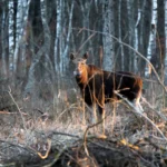 Hea loodusfotograaf – ole hirve- ja põdrajooksu ajal nähtav!
