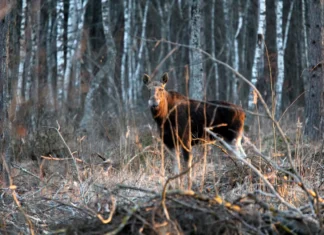 Hea loodusfotograaf – ole hirve- ja põdrajooksu ajal nähtav!