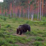Halduskohus peatas järjekordsed karujahiload