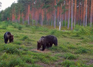 Keskkonnaamet: vaidlustatud korralduste alusel jätkub karu nuhtlusisendite küttimine osaliselt