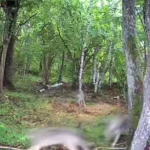VIDEO: Noored hundid jäid Kihlepa-Lindis rajakaamera ette
