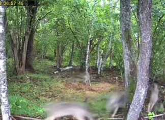 VIDEO: Noored hundid jäid Kihlepa-Lindis rajakaamera ette