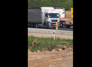 VIDEO: Teetöölised kohtasid Tallinn–Pärnu maanteel keset päeva ilvest