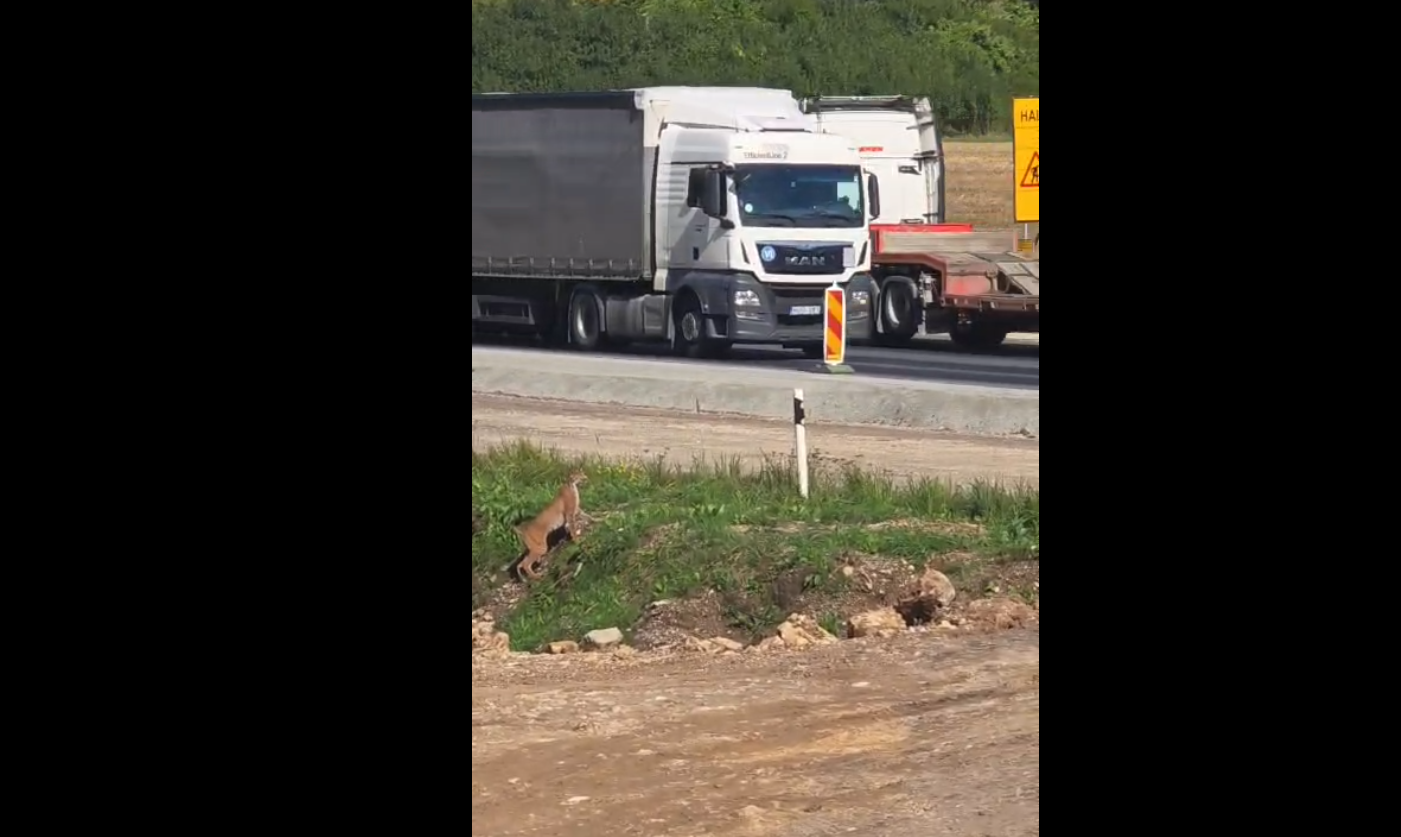 ilvese teetöödel haimres