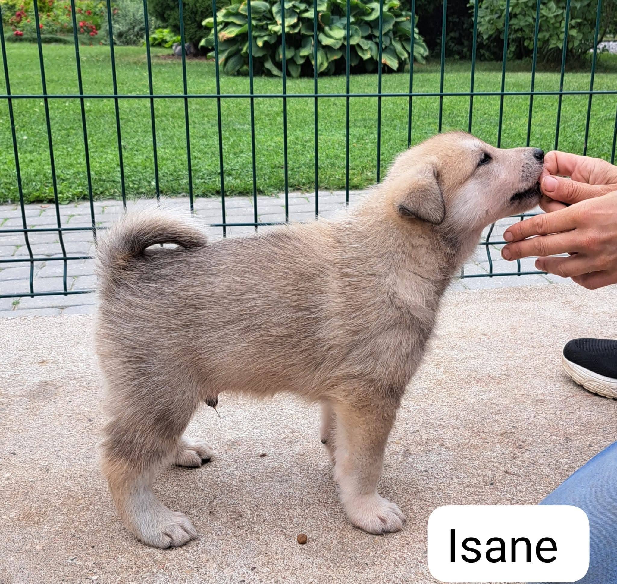 isane