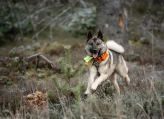 Jahikoera elustiil toob kaasa suurema nakkusriski