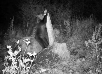 Karu ei ulata, põdrad tulevad appi