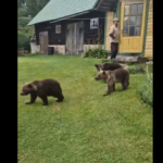 Keskkonnaamet: Tartumaal hukati kaks karu