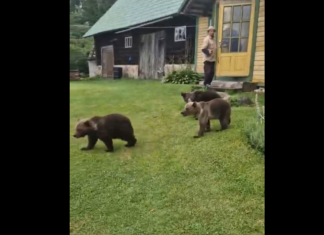 Keskkonnaamet: Tartumaal hukati kaks karu
