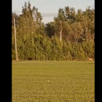 VIDEO: Läänemaal ajas metskits noort karu taga