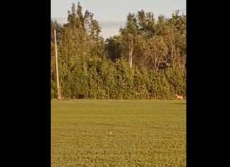 VIDEO: Läänemaal ajas metskits noort karu taga