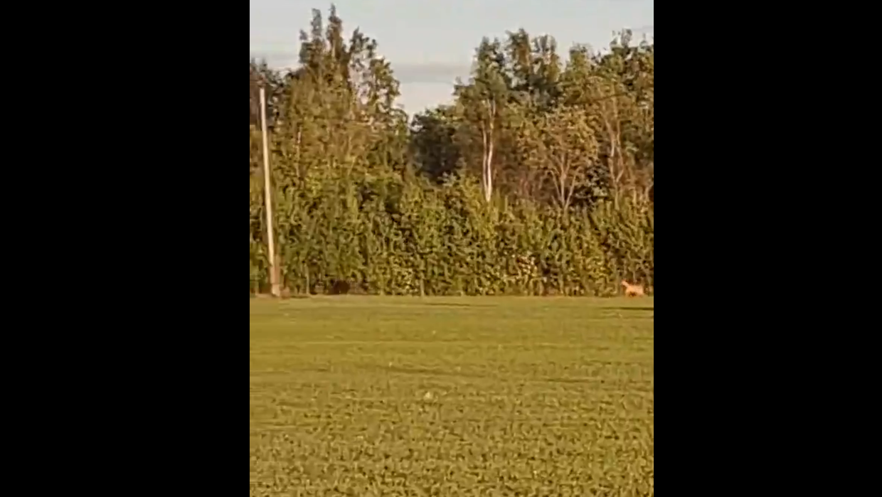 kits ajab karu taga