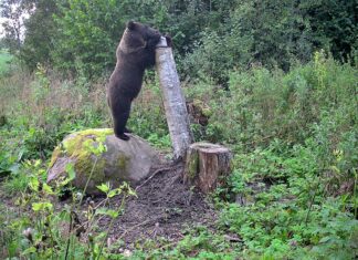 Viljandimaal täiendas karu oma mineraalivarusid