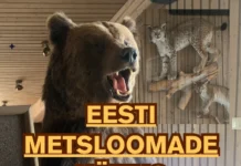 Tartus saab külastada metsloomade näitust