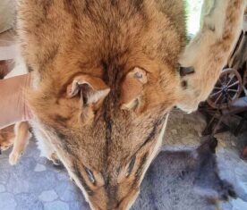 Järvamaal saab osaleda nahaparkimise koolitusel