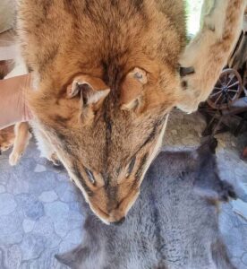 11. oktoobril algusega kell 10-16 toimub Järvamaal Mäeotsa hobitalus nahaparkimise koolitus. Läbitavad teemad: naha ettevalmistamine parkimiseks (soolamine, kui