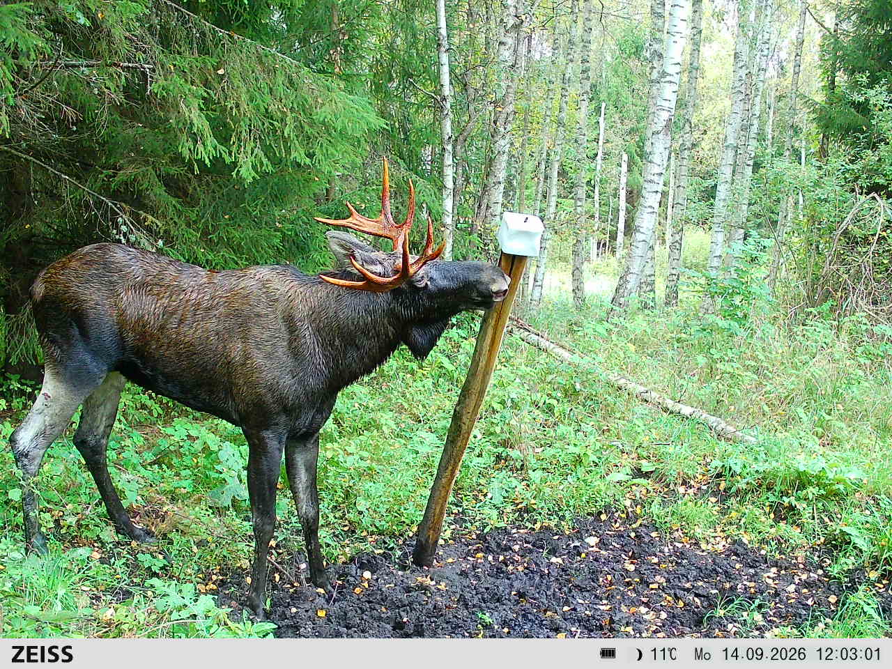 põder-2853