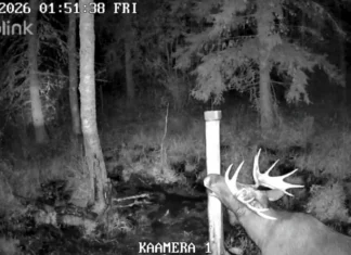 VIDEO: Põdrapull on sarved jooksuajaks puhtaks saanud