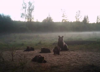 Jahimees elab karudega kõrvuti juba 50 aastat. „Vaid ühe korra olen hirmu tundnud“