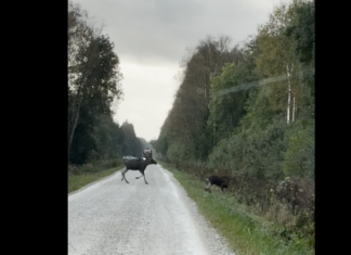 VIDEO: Kaks noort põtra ületasid Alam-Pedjal metsatee